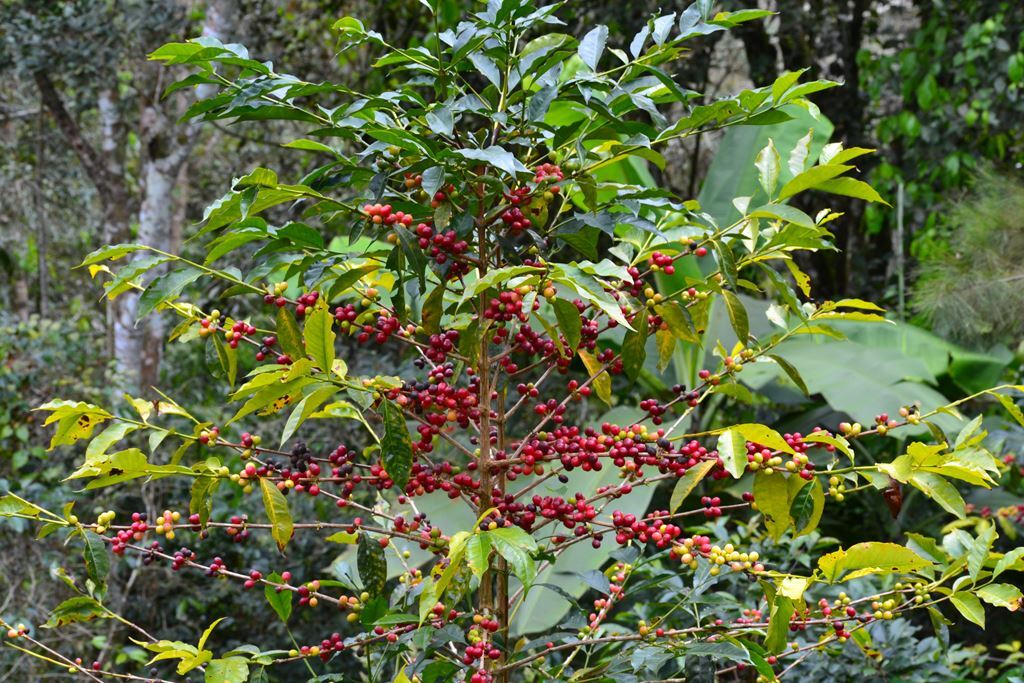 8oz/5lb – Peruvian – South America – Fresh Roasted To Order Coffee
