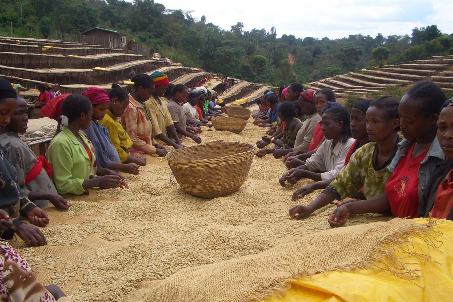 ETHIOPIA YIRGACHEFFE – Premium Specialty Coffee – Unroasted Green Beans Roaster