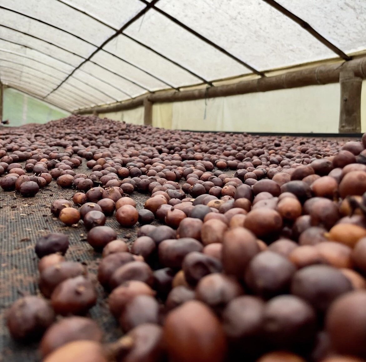 COLOMBIAN PROANOW COFFEE BEANS MEDIUM ROASTED 5 POUNDS
