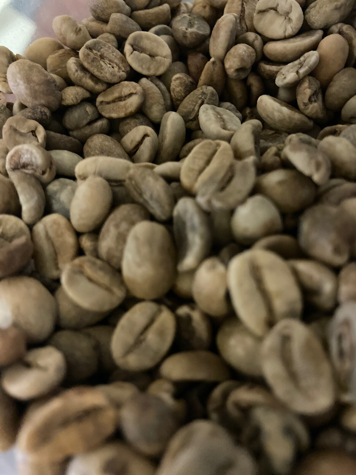 5 LBS VENEZUELAN VENEZUELA MARACAIBOS UNROASTED GREEN COFFEE BEANS – ARABICA