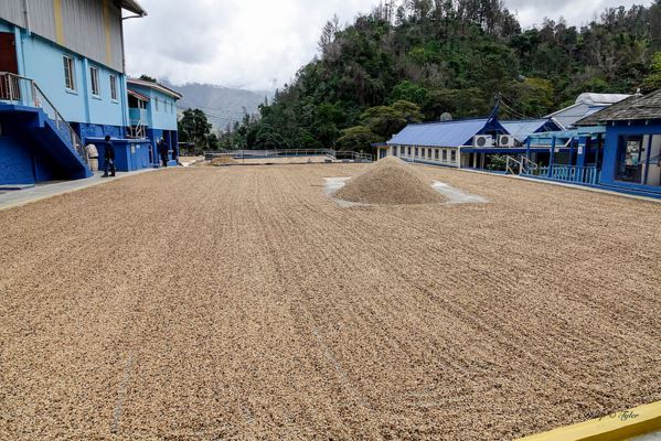 100% Kona Hawaiian Coffee Beans Prime Unroasted Green Coffee Beans – 5 Pounds