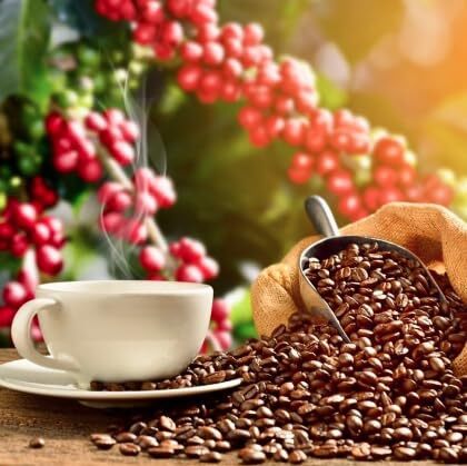 Lion Coffee 100 Kona Coffee 7 Ounce Premium Medium Light Roast Hawaiian Beans