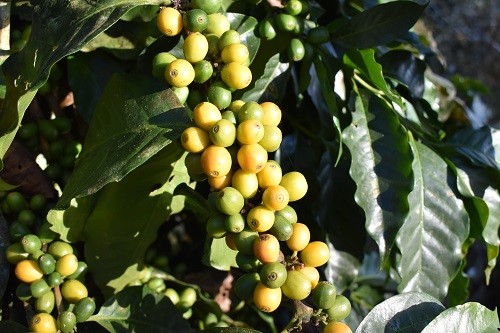 10 lbs BOLIVIA FAIR TRADE ORGANIC (FTO) AA GREEN COFFEE BEANS FREE SHIPPING