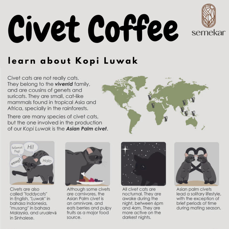 BEST NEW! Semekar Wild Luwak Civet Aceh Gayo Arabica Coffee – Fresh Roasted