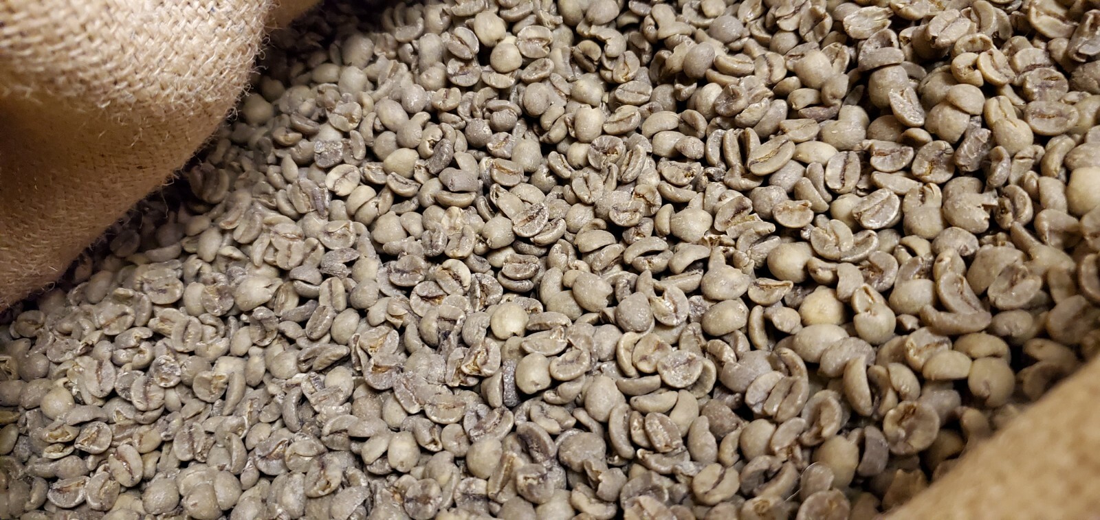 5 LB BRAZIL SWP SWISS WATER PROCESS UNROASTED GREEN COFFEE BEANS – ARABICA DECAF