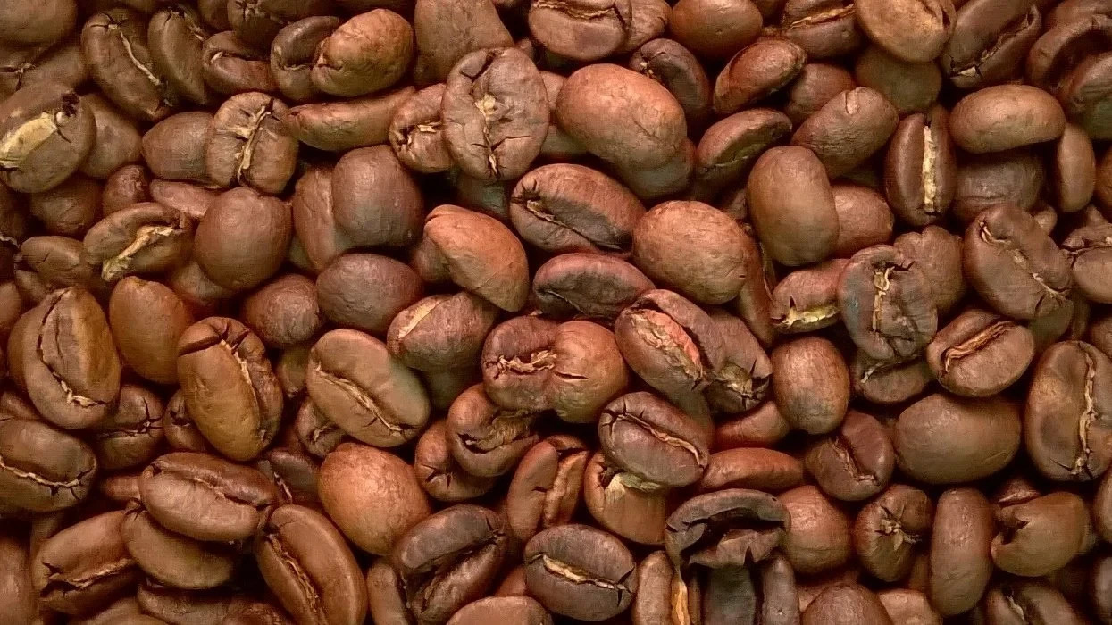 Coffee Beans / Sumatra Mandheling/ 10 Pound / ROASTED