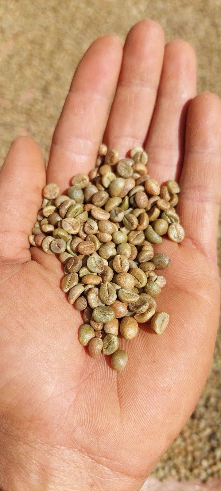 1.1LB Cafe Robusta Vietnam, whole beans – 500GR Naturally fermented and roasted