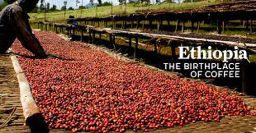2, 5, 10 LB ETHIOPIA LEKEMPTI FRESH ROASTED COFFEE WHOLE BEAN, GROUND