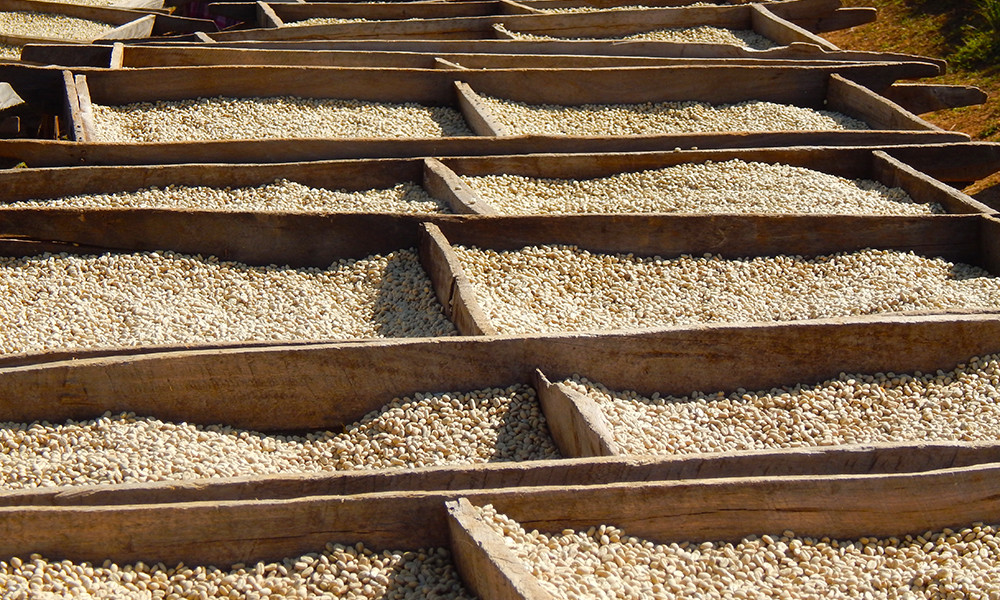 100% Hawaiian / Kona Peaberry Coffee Beans Dark Roasted 6 Pounds