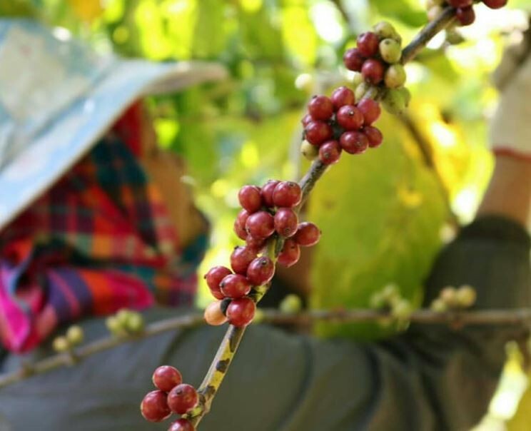 Premium 100% Pure Civet Coffee Robusta Roasted and Ground Size 8 g.x 4 Pcs + Pot