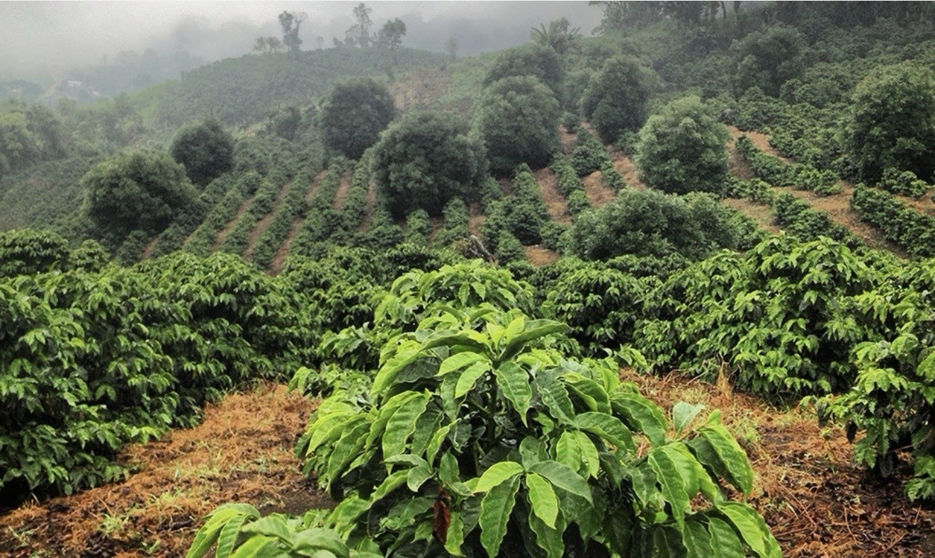 1/2 lb Certified 100% Kona (Hawaii) Coffee—Freshly Roasted To Order!