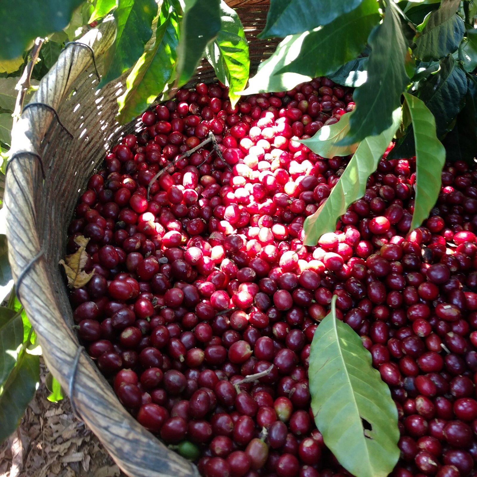 Jamaican Blue Mountain Coffee Beans Dark Roasted Daily 10 Pounds 1 Pound Bags