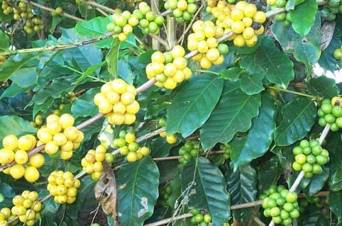 COFFEE BEANS PEABERRY PAPUA NEW GUINEA MEDIUM ROASTED DAILY 5 POUND / 1 POUNDERS