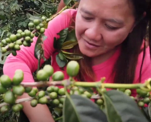 Philippines Honey Mt. Apo Catimor Arabica Green Coffee Beans