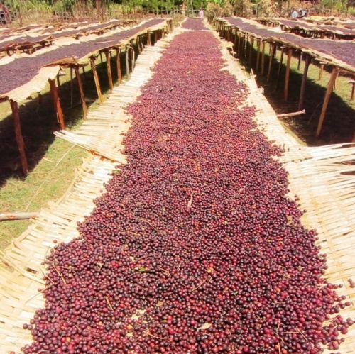 PAPUA NEW GUINEA COFFEE BEANS PEABERRY DARK ROASTED 2 POUNDS