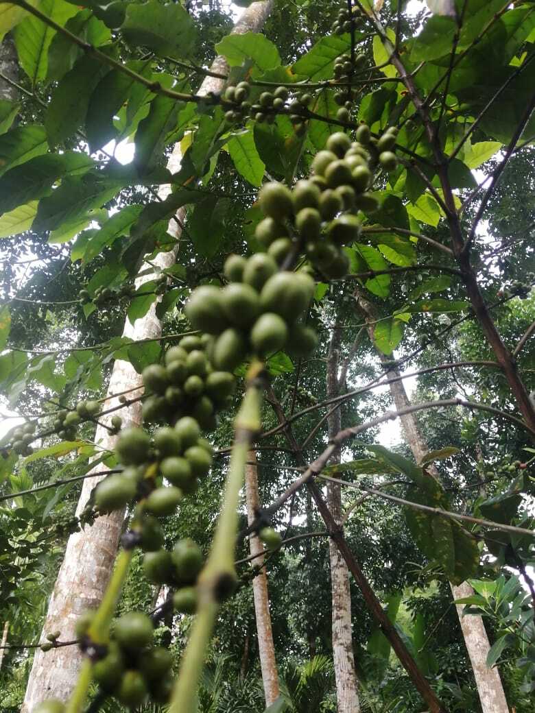 Ceylon Roasted Fresh Coffee Whole Seeds 100% High Quality 250g Fast Shipping New