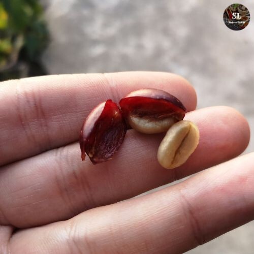 new Fresh black coffee beans, organic ceylon high quality 100g Sri lanka