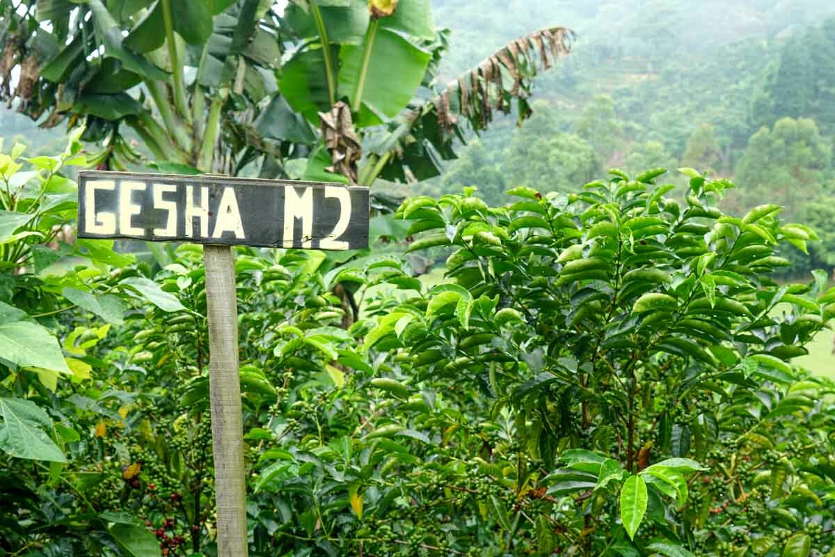 COSTA RICAN GEISHA COFFEE BEANS MEDIUM ROASTED 1 POUND BAG