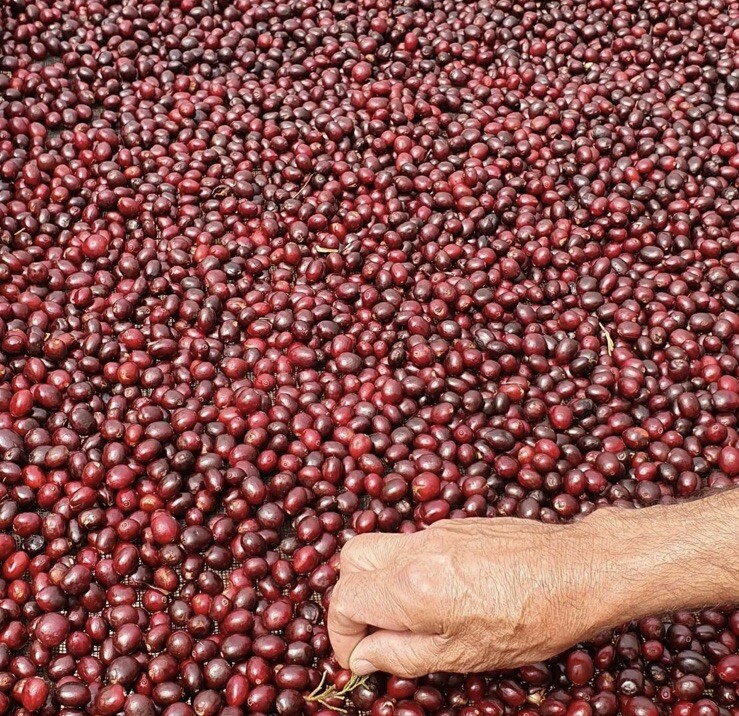 COLOMBIAN PROANOW COFFEE BEANS MEDIUM ROASTED 5 POUNDS