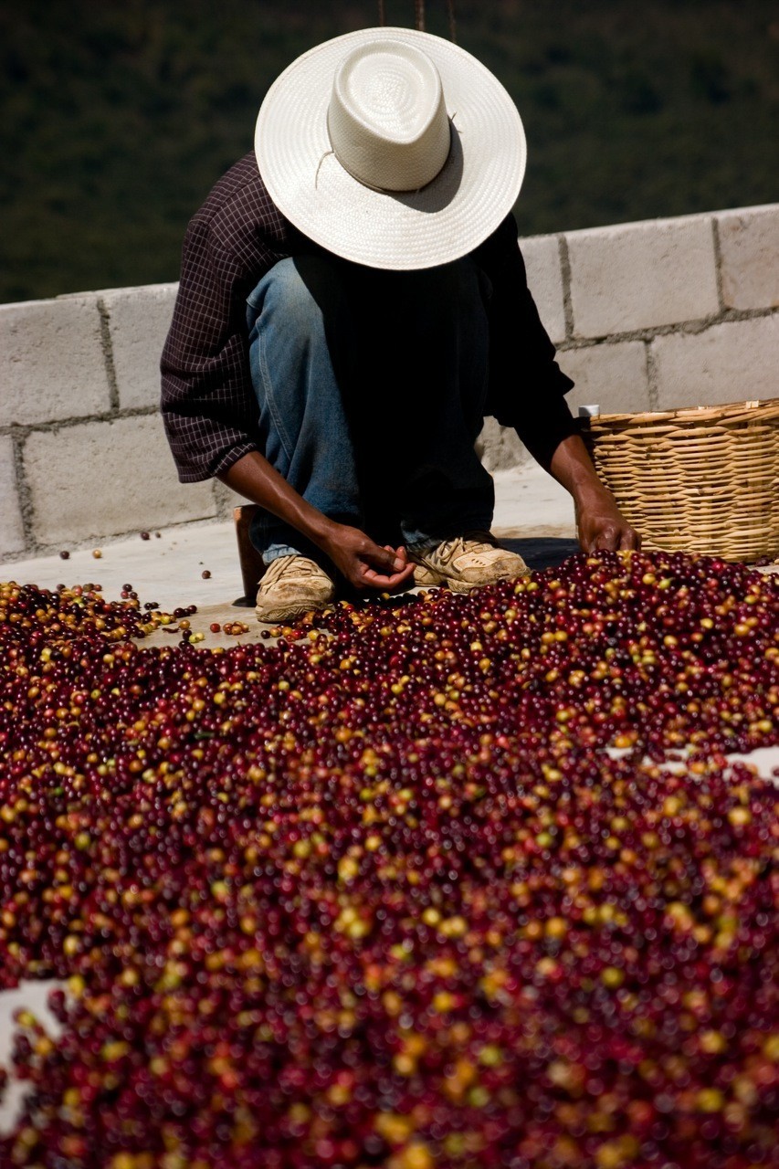 Guatemala Huehuetenango unroasted green coffee beans, Organic, coop-grown, 4lbs