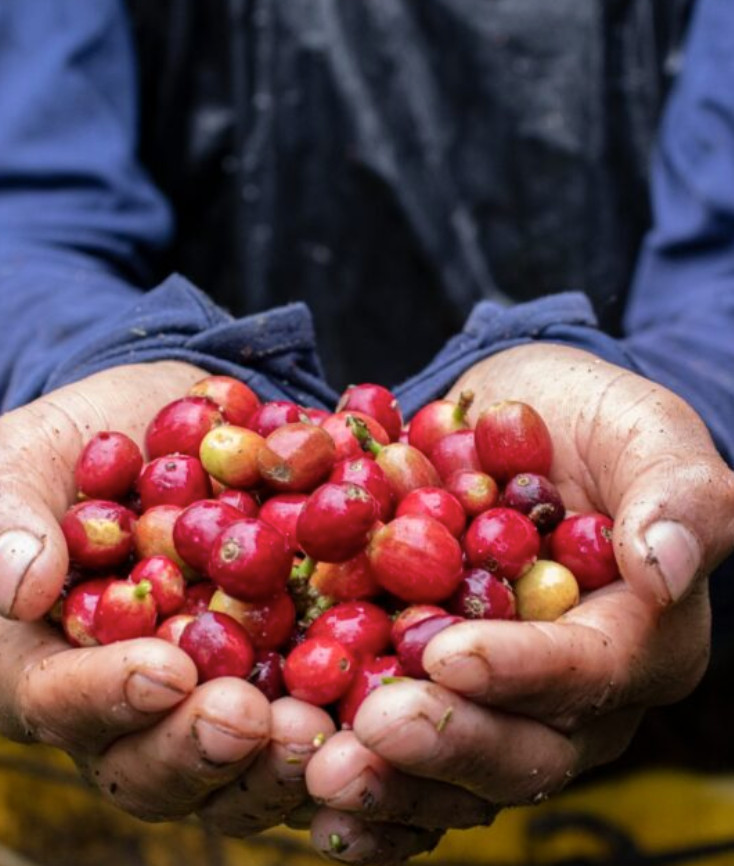 Colombia Tintico – Specialty Grade Organic Coffee – Single Origin – Medium Roast