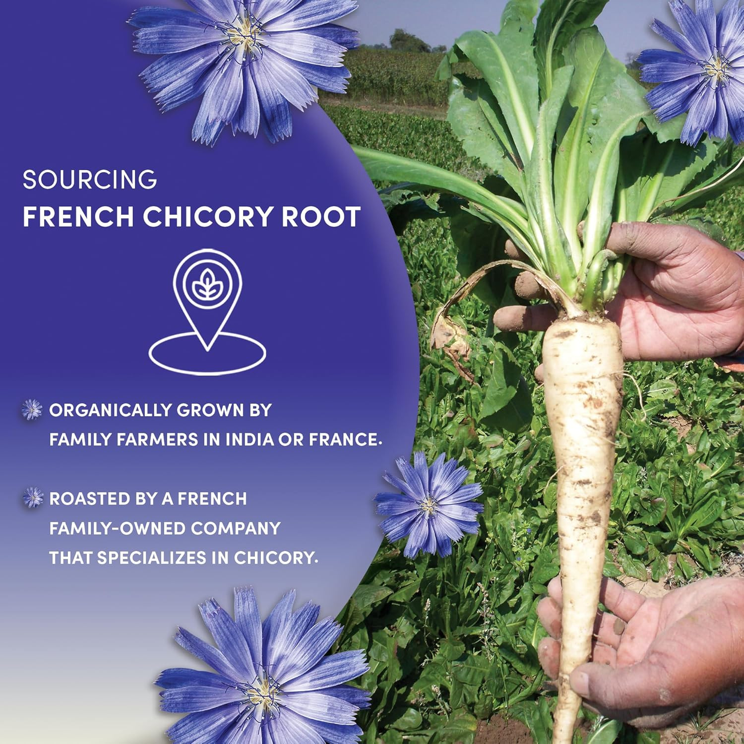 Worldwide Botanicals Organic French Chicory Root, 1 Pound – Brew like Coffee, Bl