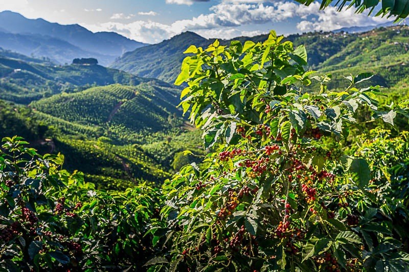 Indonesian Sumatran Coffee By Lucky Duck Coffee Roasters
