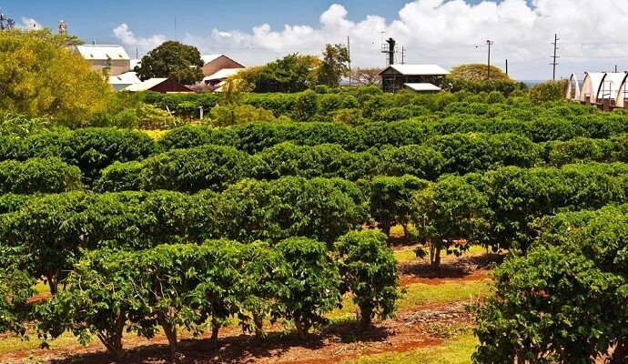 PANAMA GEISHA COFFEE BEANS MEDIUM ROASTED 4 POUNDS