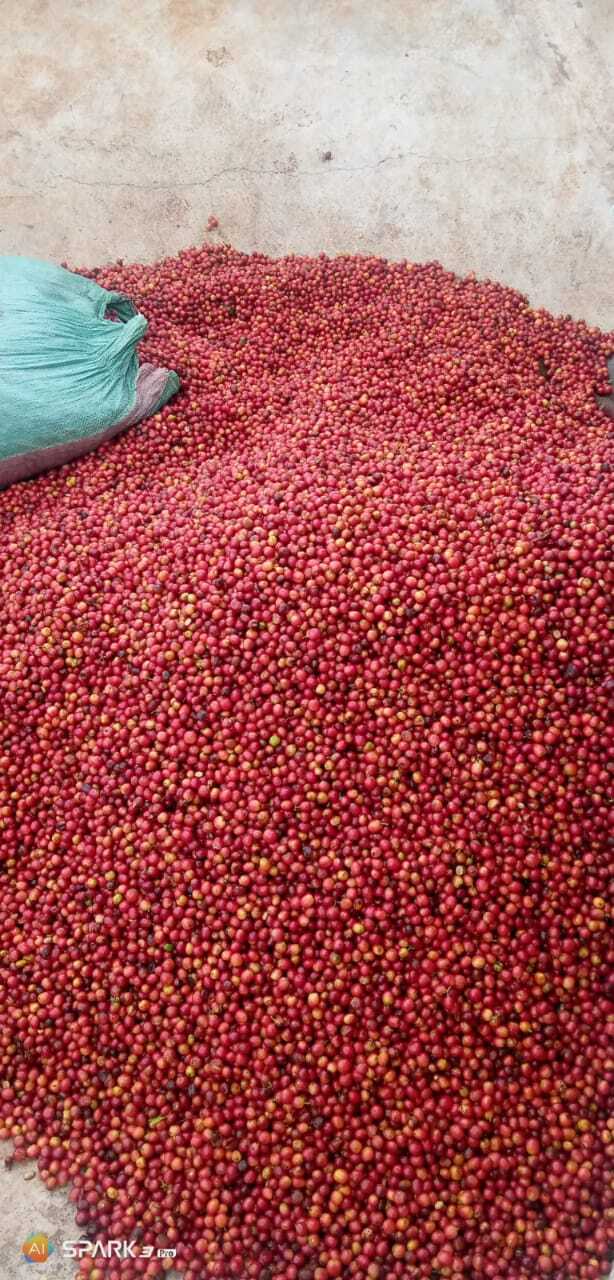 1Lb Kenya AA Coffee Superior Grade
