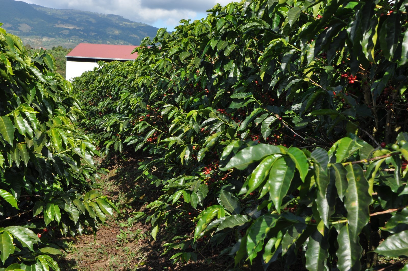 100 % Hawaiian / Kona Coffee Beans Medium Roasted Daily 7 Pounds In 1 Pound Bags