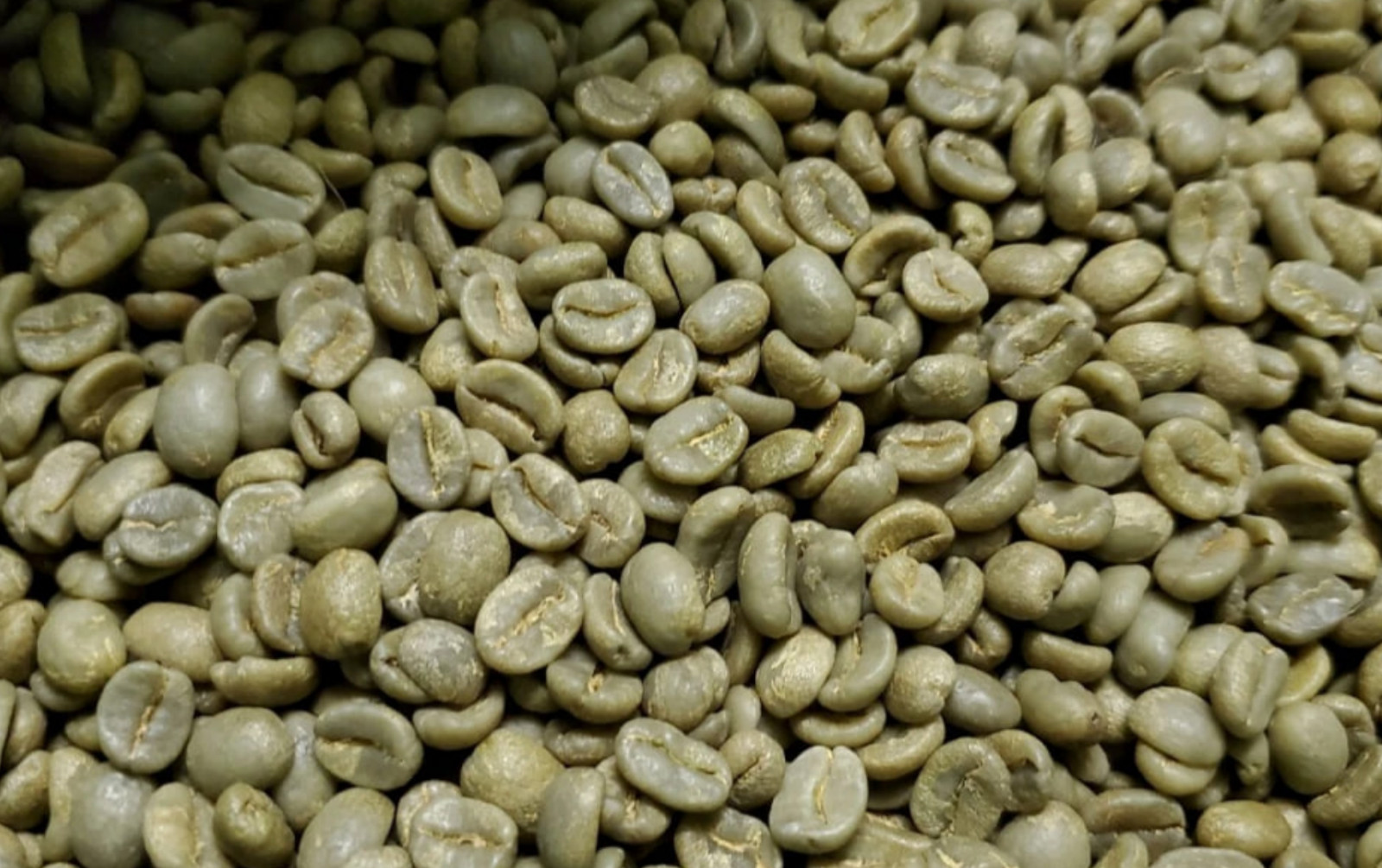 5 LB COSTA RICA, COSTA RICAN, UNROASTED GREEN COFFEE BEANS FIVE POUND/ARABICA !!