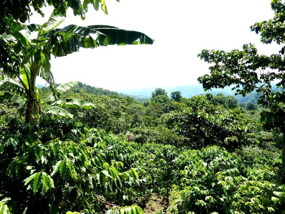 Coffee Beans, Panama Geisha Medium Roasted Daily 4 Bags 1 Pound Each