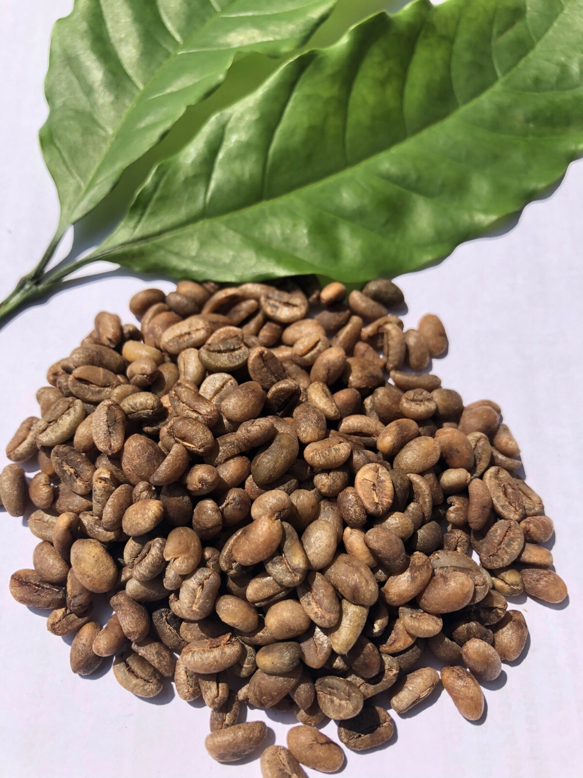 Ceylon Ground Coffee Beans, Sri Lankan Roasted Dark roasted Espresso Whole Beans