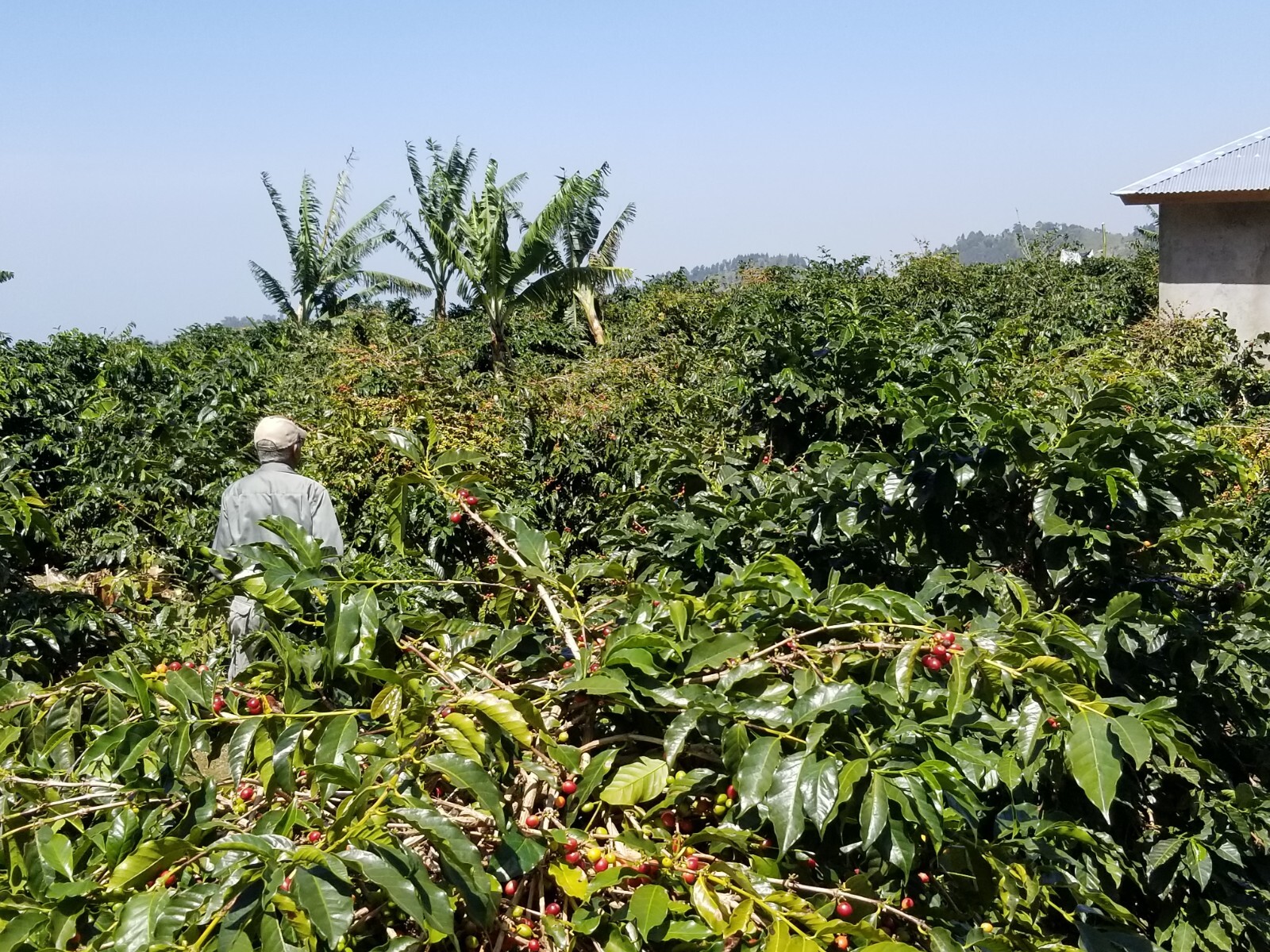 Jamaica Blue Mountain Coffee Green Bean Certified 100% Only Grade One. 1LB