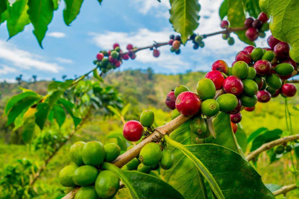 8oz/5lb – Monsooned Malabar – India Beans – Fresh Roasted To Order Coffee