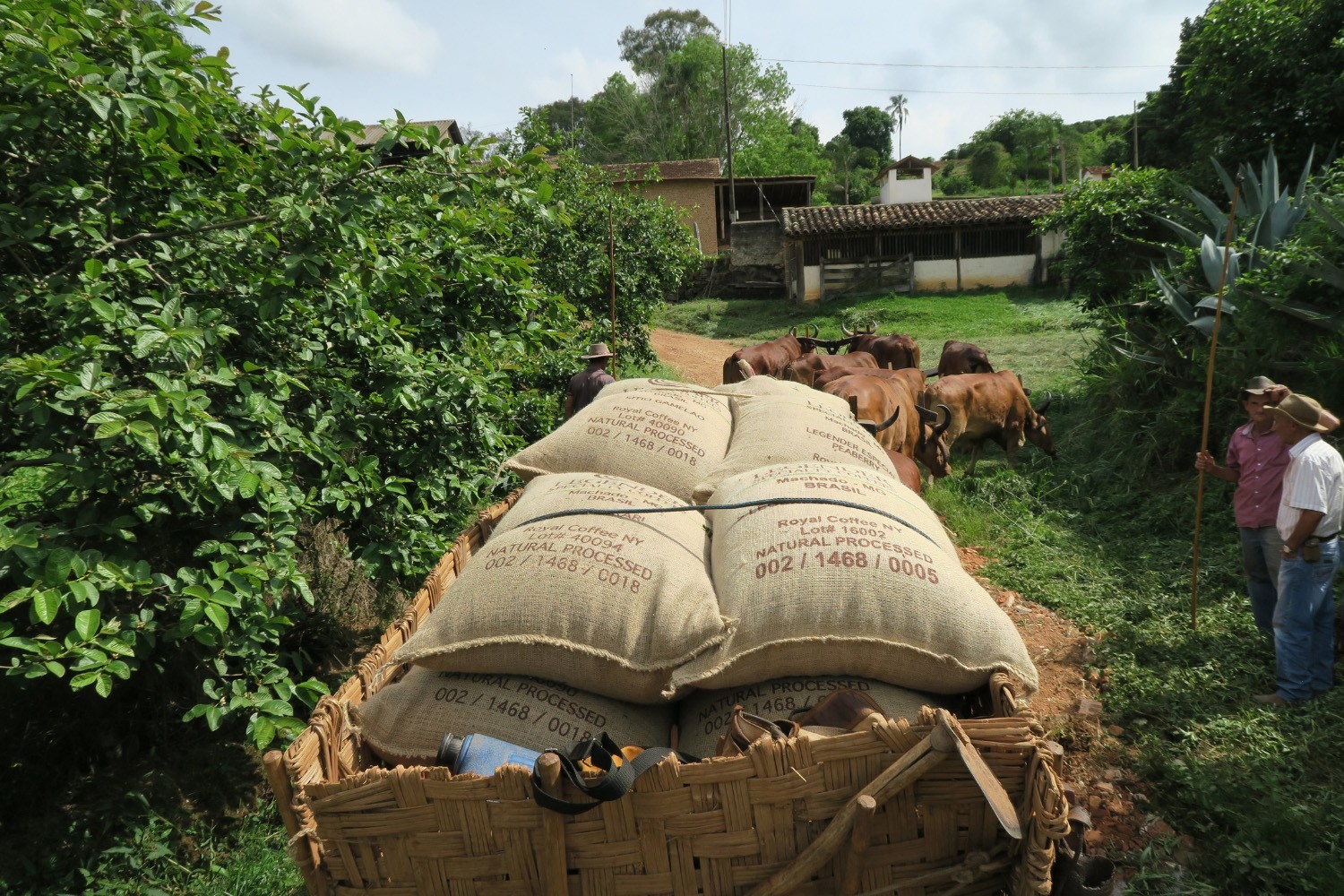 Brazil unroasted green coffee beans, Mogiana, small farm cooperative, 4lbs