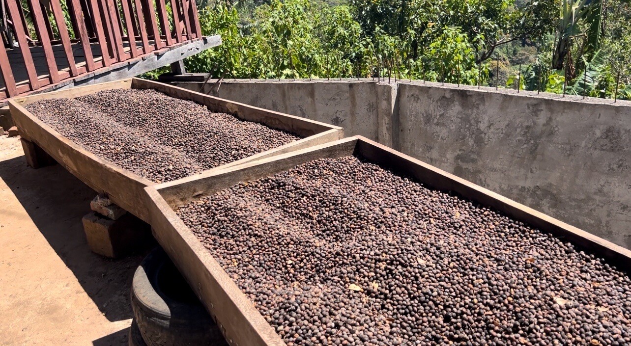 10oz. Whole Coffee Beans. ROAST: Med. El Salvador Specialty-Grade Red Bourbon
