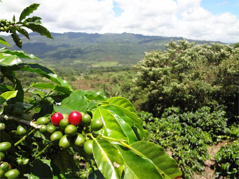 COSTA RICAN COFFEE BEANS DOTA TARRAZU MEDIUM ROASTED 5 BAGS 1 POUND EACH
