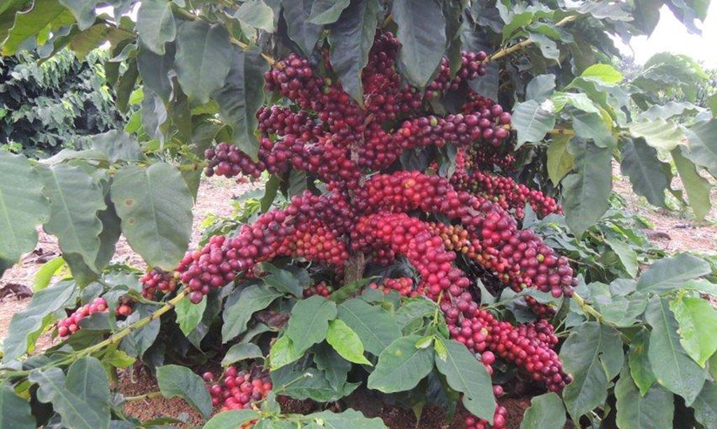 8oz/5lb – Brazil – South America – Fresh Roasted To Order Coffee