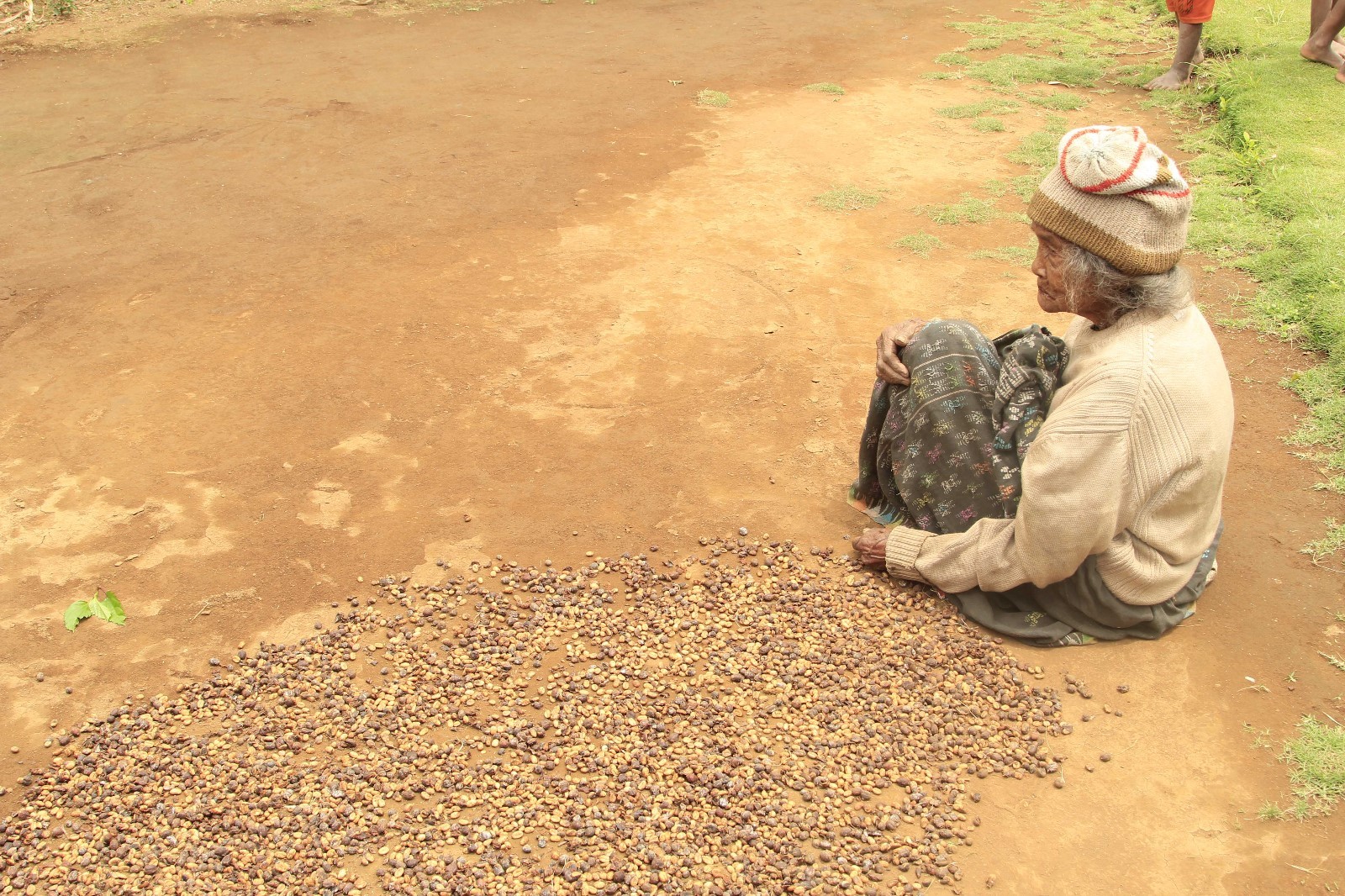 Lavanta Coffee Decaf Guatemala Direct Trade Green or Roasted Coffee