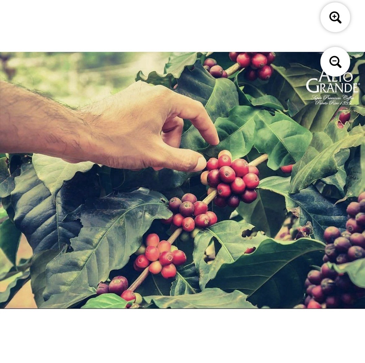 Alto Grande Premium Whole Bean Coffee, 100 Percent Puerto Rico Arabica 2lb