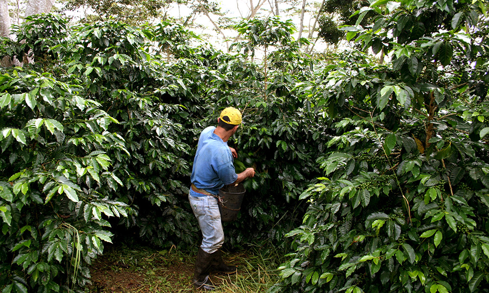 COLOMBIAN SUPREMO COFFEE BEANS DARK ROASTED 2 POUNDS
